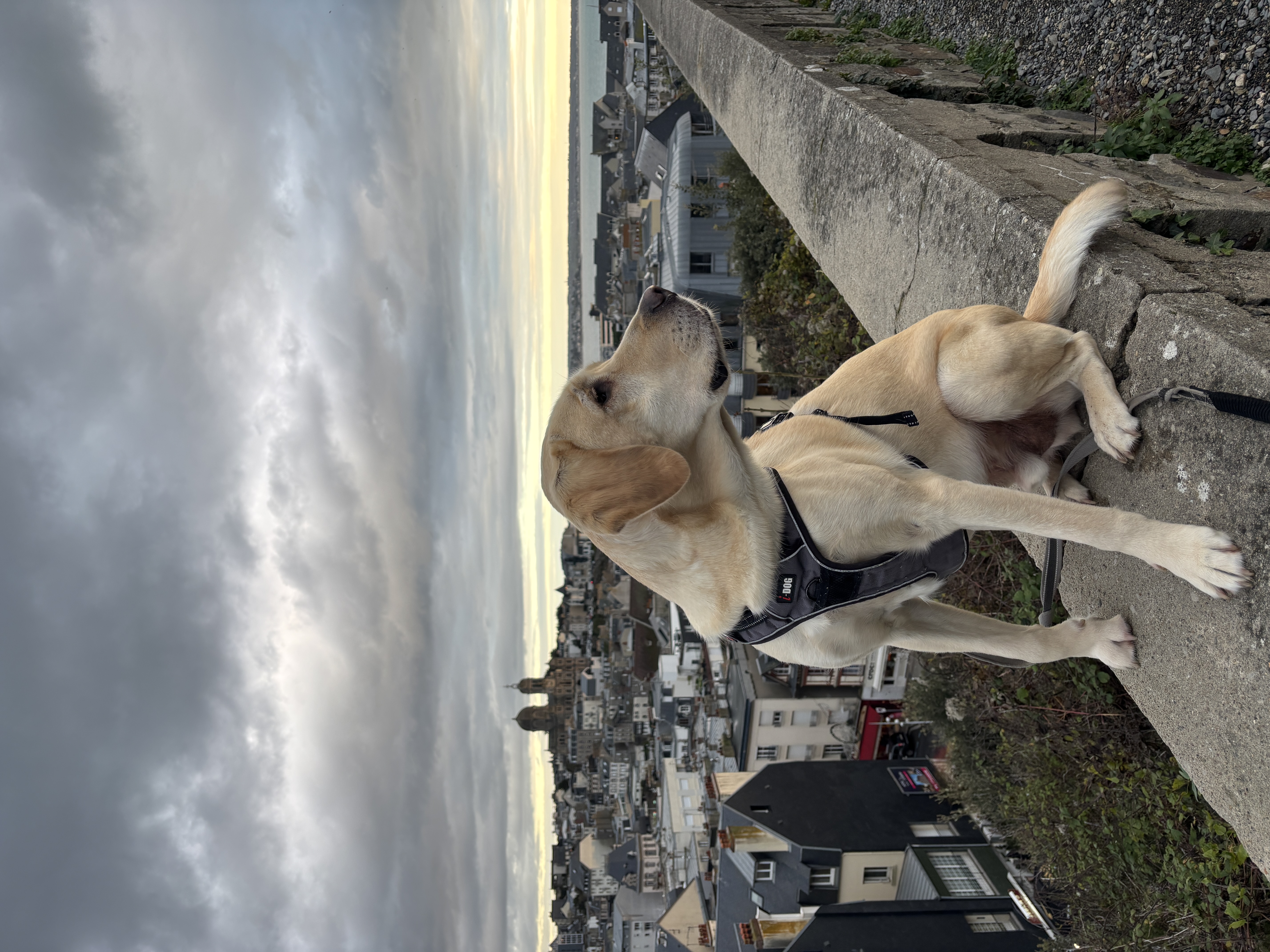 Chien posant devant la ville de Granville.