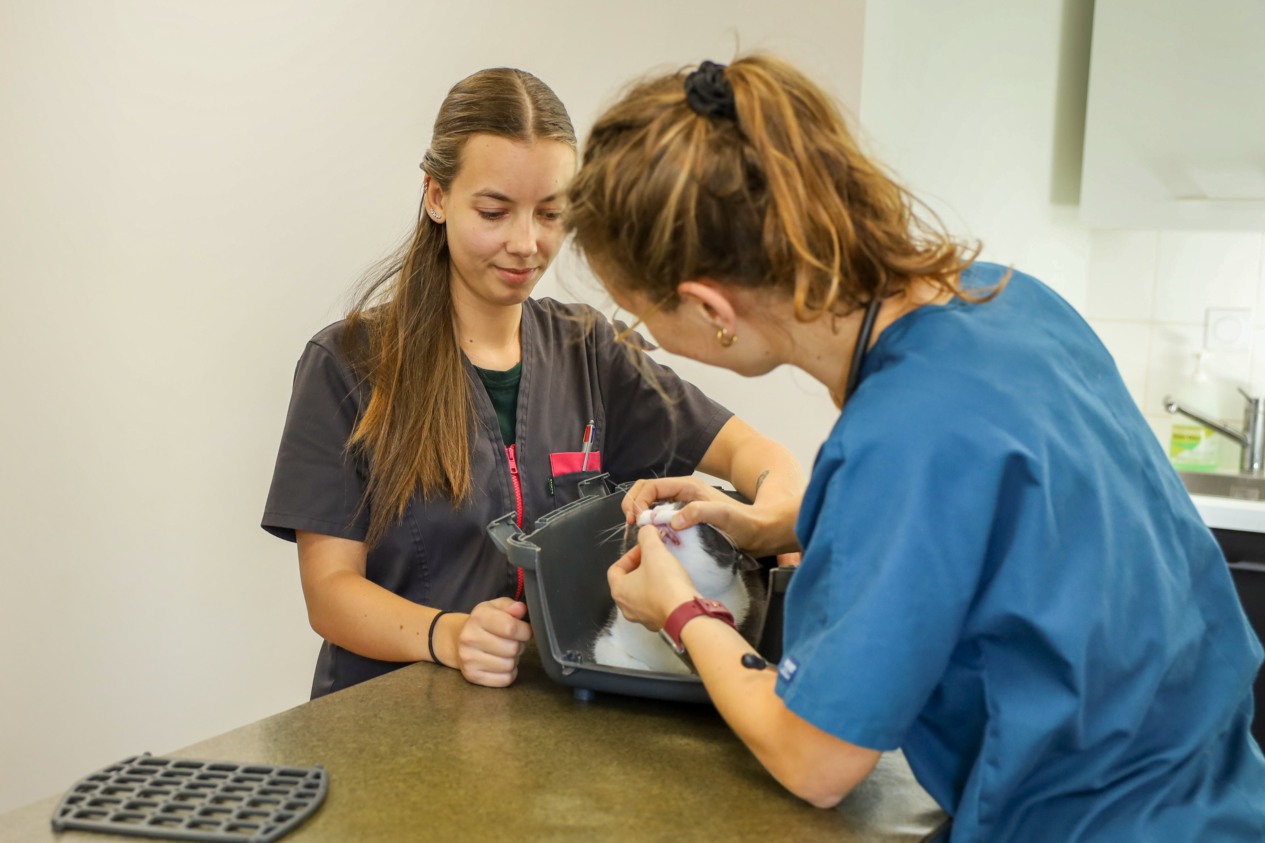 Une vétérinaire examine un chien avec l'aide d'une collègue
